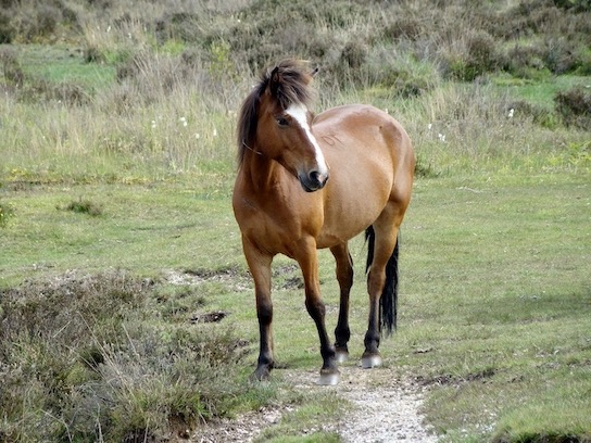 ponies